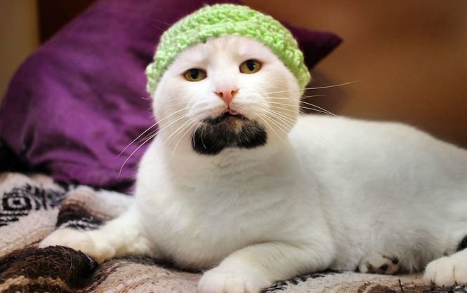 Кот с бородой стал новой звездой Инстаграм
