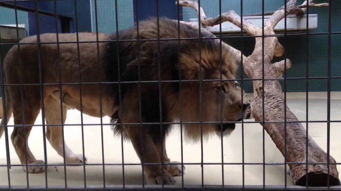 Яростный лев в мариупольском зоопарке покусал пьяного мужчину