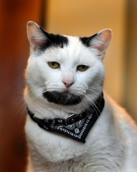 Кот с бородой стал новой звездой Инстаграм