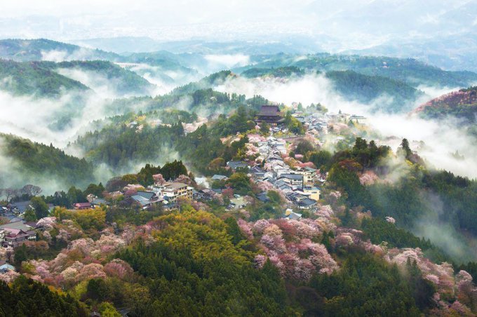 Нежное цветение сакуры в весенней Японии. Фото