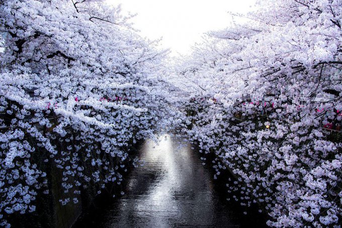 Нежное цветение сакуры в весенней Японии. Фото