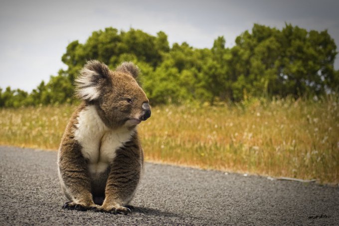 В Австралии забавная коала стала причиной транспортного коллапса