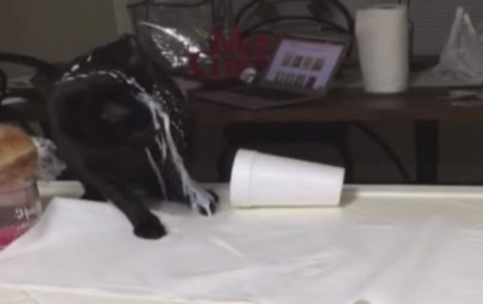 Любопытная кошка вылила на свою голову стакан молока