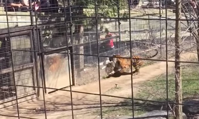 Хит Сети: в зоопарке женщина запрыгнула в клетку к тигру, чтобы забрать свою шляпу