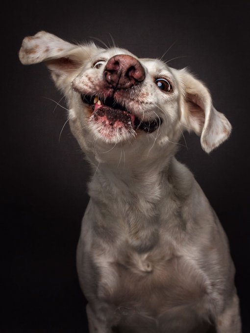 Забавная мимика собак, которые ловят еду. Фото