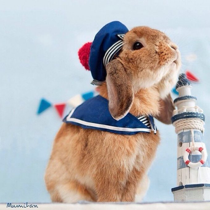 Кролик-стиляга, который покорил Сеть своими модными образами. Фото