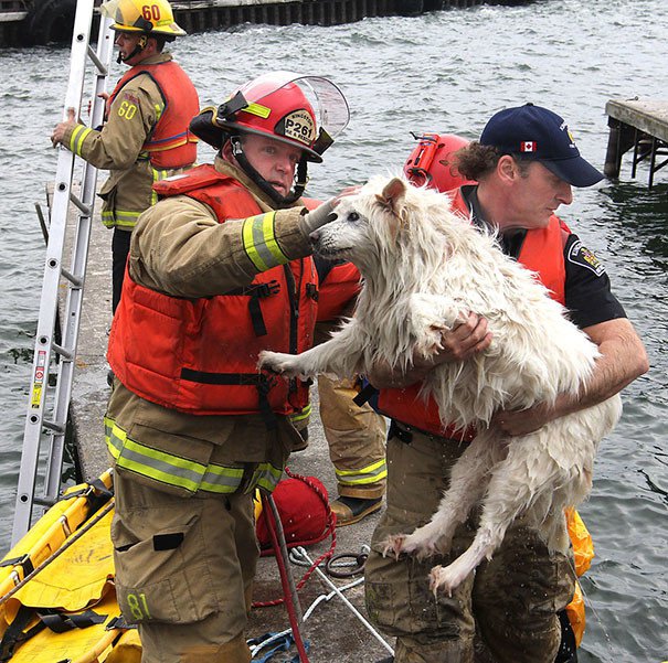 Отважные пожарные, рискующие своей жизнью ради животных. Фото