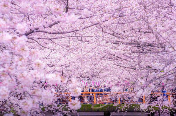 Необычные снимки цветения сакуры в Токио, снятые с помощью дрона. Фото