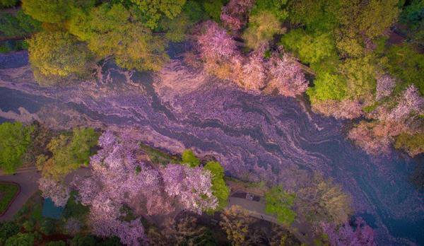 Необычные снимки цветения сакуры в Токио, снятые с помощью дрона. Фото