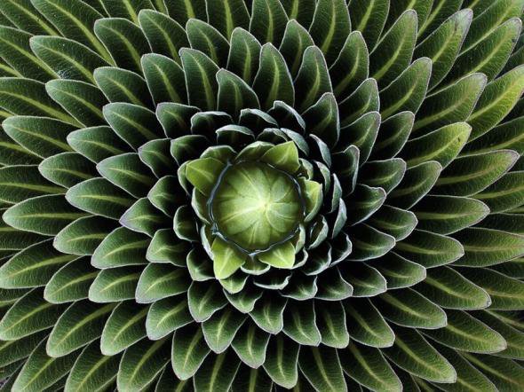 Невероятные геометрические узоры, созданные природой. Фото