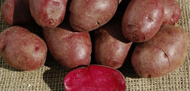 Ученые вывели полезный цветной картофель