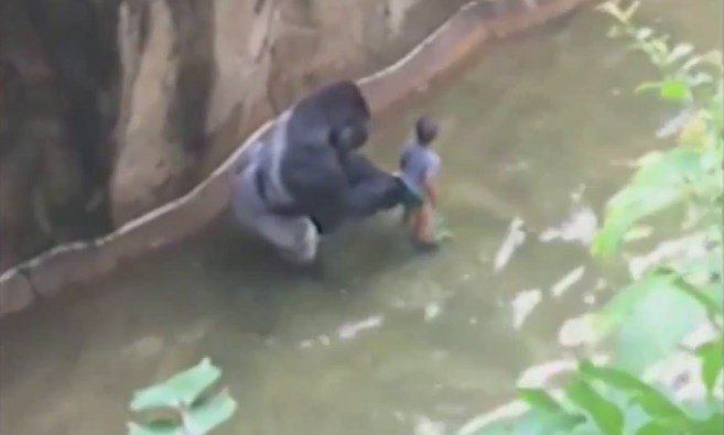 В американском зоопарке убили гориллу ради спасения ребенка