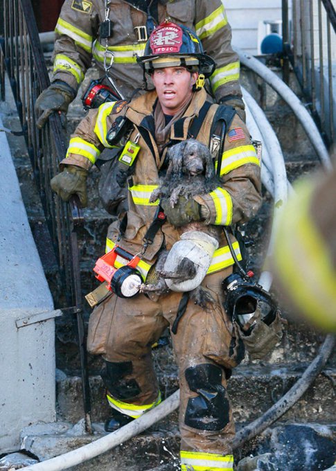 Отважные пожарные, рискующие своей жизнью ради животных. Фото
