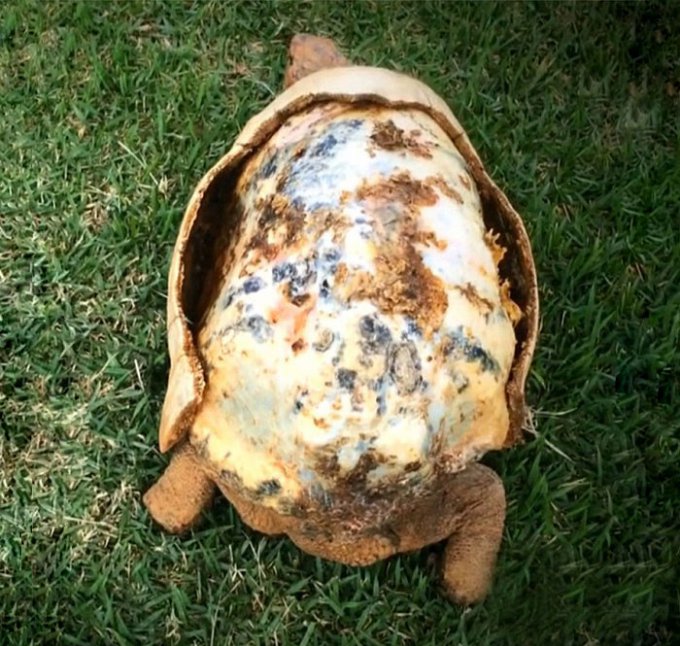 Черепаха с необычным панцирем, распечатанным на 3D-принтере. Фото