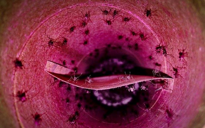Ученые придумали новое средство от комаров