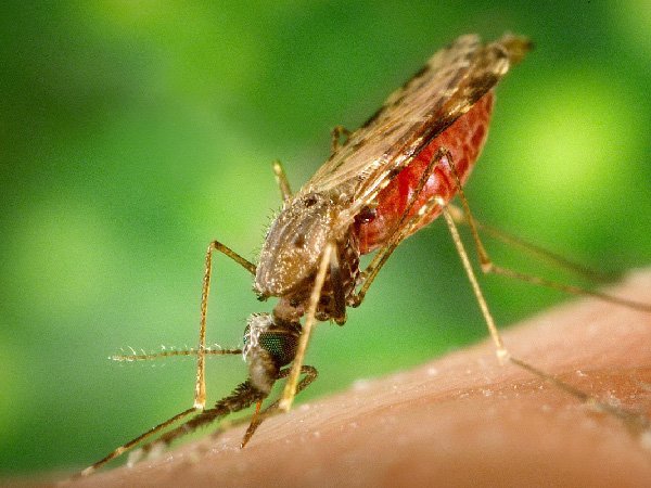 Биологи выяснили, как бороться с опасными насекомыми