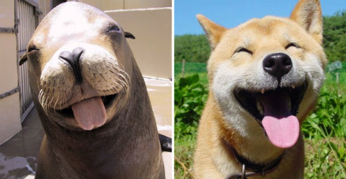 Забавные кадры, подтверждающие сходство тюленей и собак. Фото