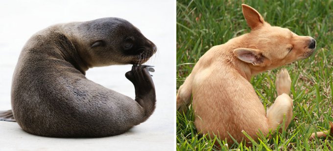 Забавные кадры, подтверждающие сходство тюленей и собак. Фото