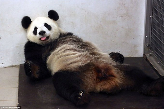 В бельгийском зоопарке родилась розовая панда. Фото