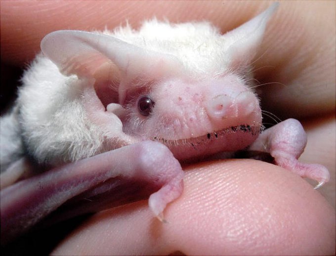Впечатляющие альбиносы, от которых невозможно оторвать взгляд. Фото