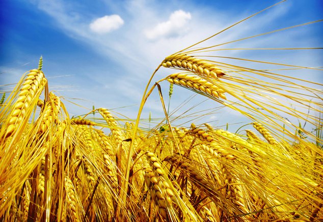 Украинская пшеница вытесняет с европейского рынка США, Россию и Канаду