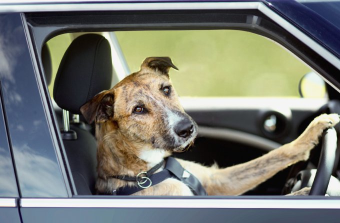 В США собаки решили покататься на машине. Видео
