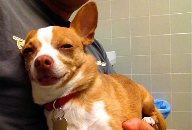 Пользователь Интернета показал фотографии своей собаки, попробовавшей марихуаны