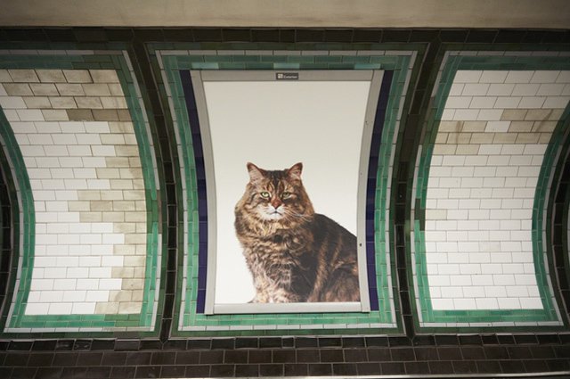В Британии для борьбы с рекламой использовали котов
