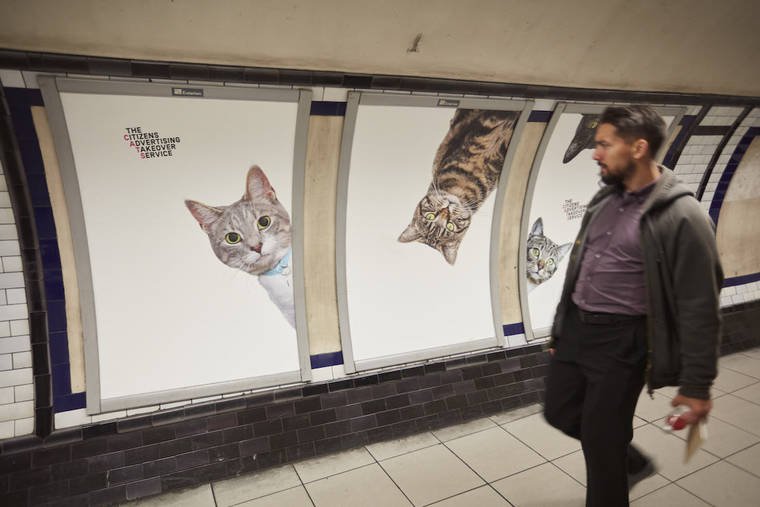 В Британии для борьбы с рекламой использовали котов