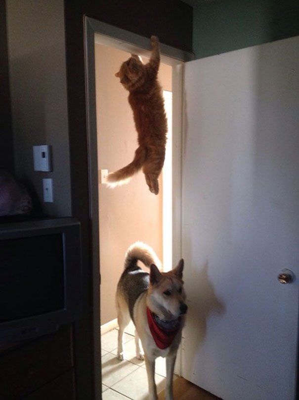 Когда коты попадают в смешные ситуации. Фото