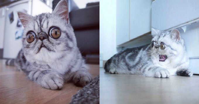 Кот с гигантскими глазами набирает популярность. Фото