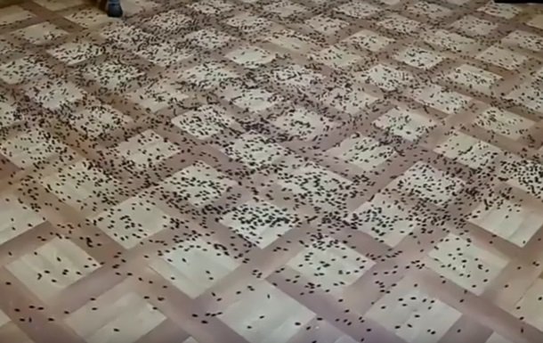 В Крыму началось нашествие насекомых. Видео