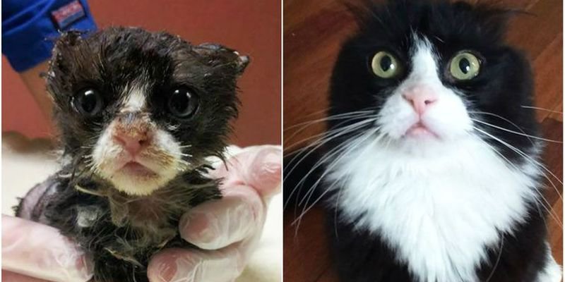 Кошки, которых спасли от жизни на улице. Фото