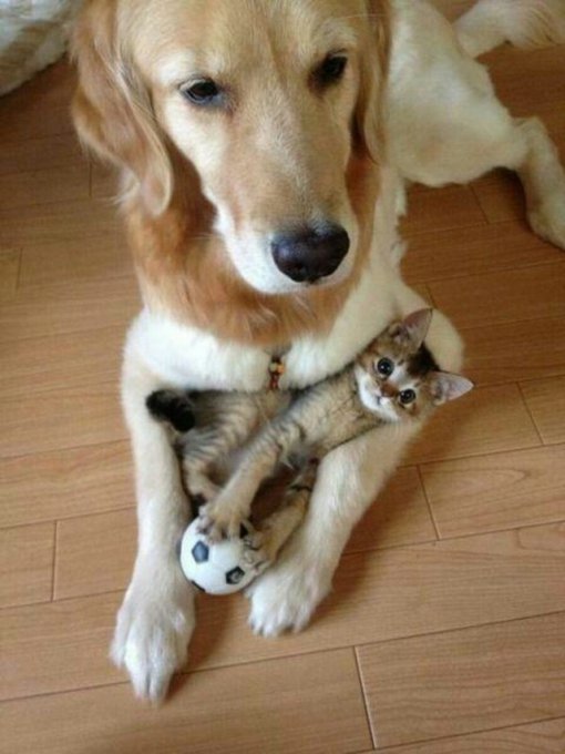 Когда кошки дружат с собаками. Фото
