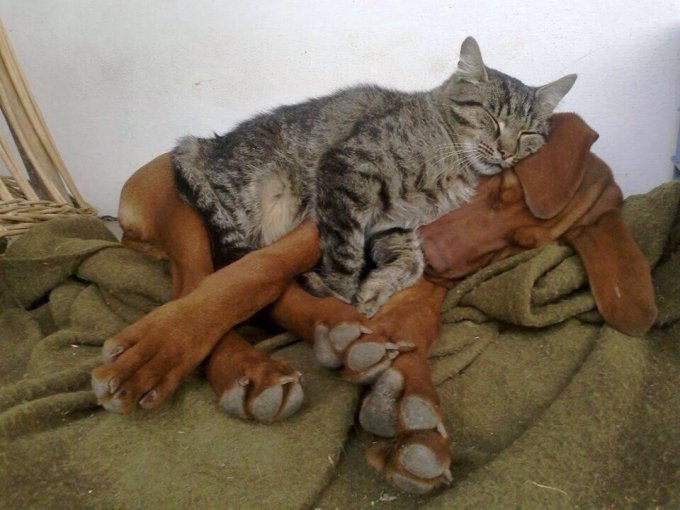 Когда кошки дружат с собаками. Фото