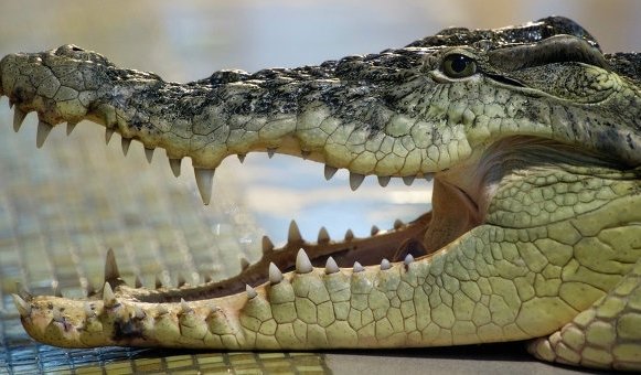На Шри-Ланке спасали гигантского крокодила. Видео