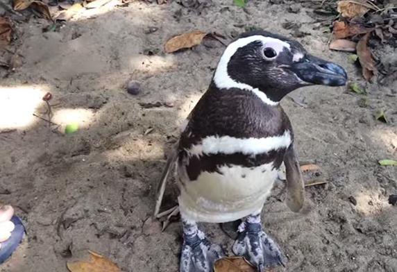 Семья бразильского рыболова подружилась с пингвином. Видео