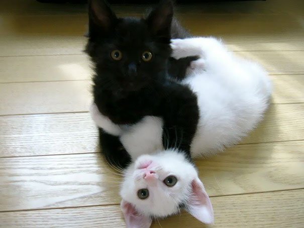 Черные и белые коты - идеальные композиции. Фото