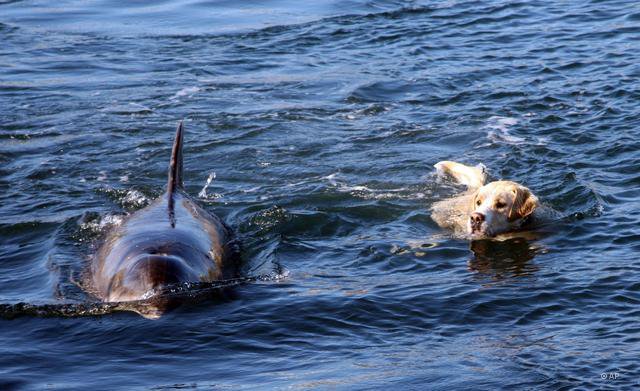 Собака и дельфин нашли общий язык. Видео