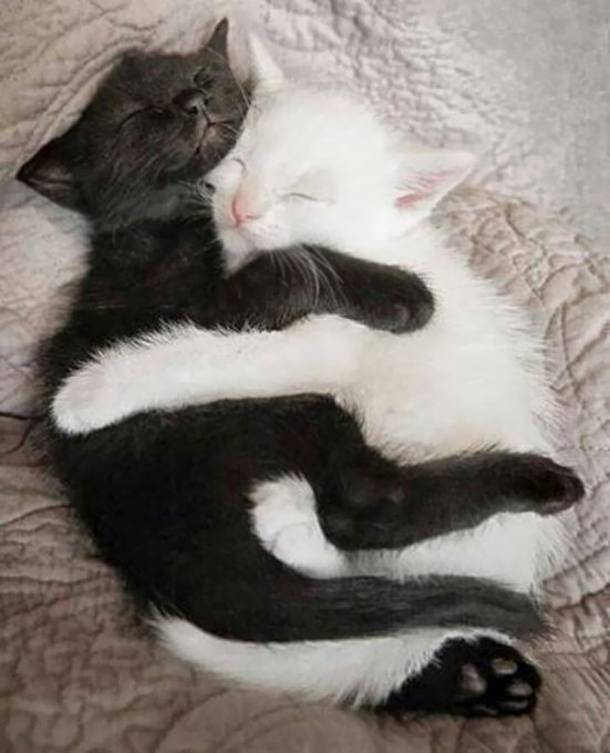 Черные и белые коты - идеальные композиции. Фото