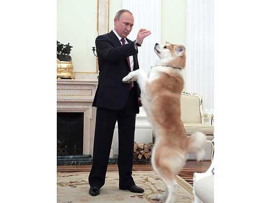 Собака Путина погавкала на японских журналистов. Видео