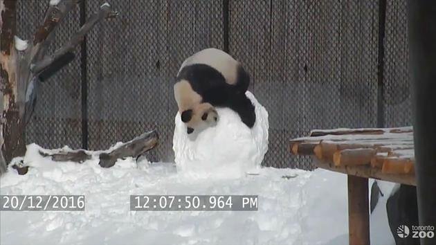 Миллионы людей просмотрели запись забав панды со снеговиком. Видео