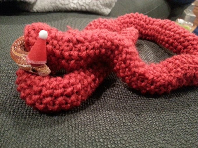 Пользователь Reddit показал домашнюю змею, для которой связали свитер