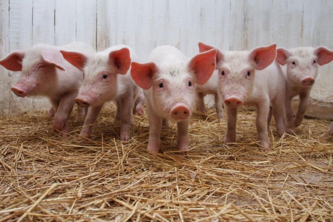В Украине резко упало поголовье свиней