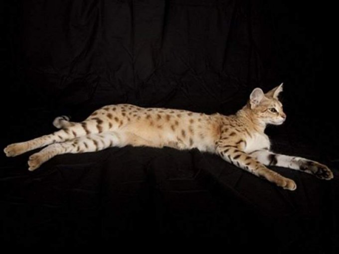 Эти породы кошек внесены в Книгу рекордов Гиннесса. Фото
