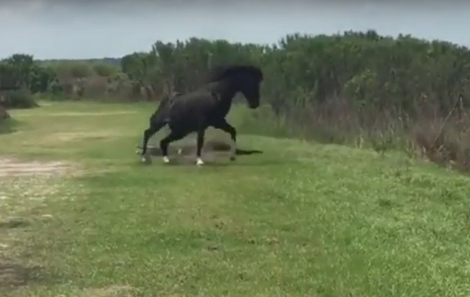 Неравный бой: резвая лошадь набросилась на крупного аллигатора. Видео