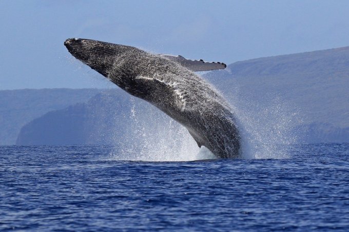 Как смотрит на мир гигантский кит и что он видит? Видео