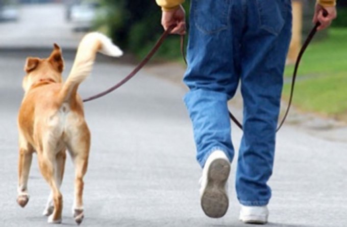 В Днепре беззаботных владельцев собак собираются штрафовать