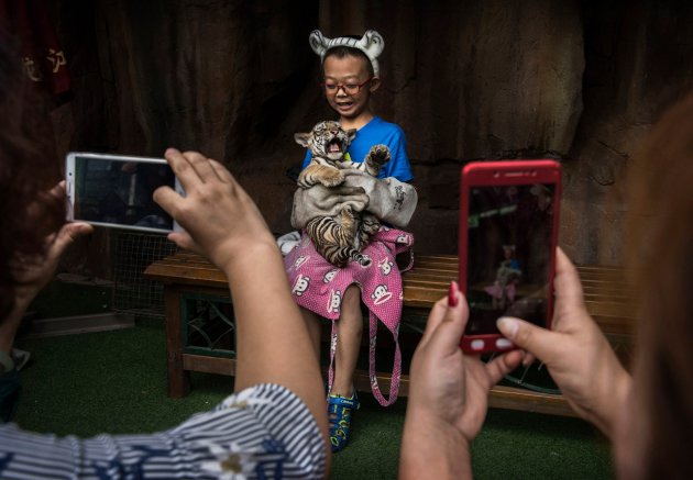 В Китае нелегально разводят амурских тигров - на убой 13