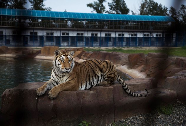 В Китае нелегально разводят амурских тигров - на убой 29